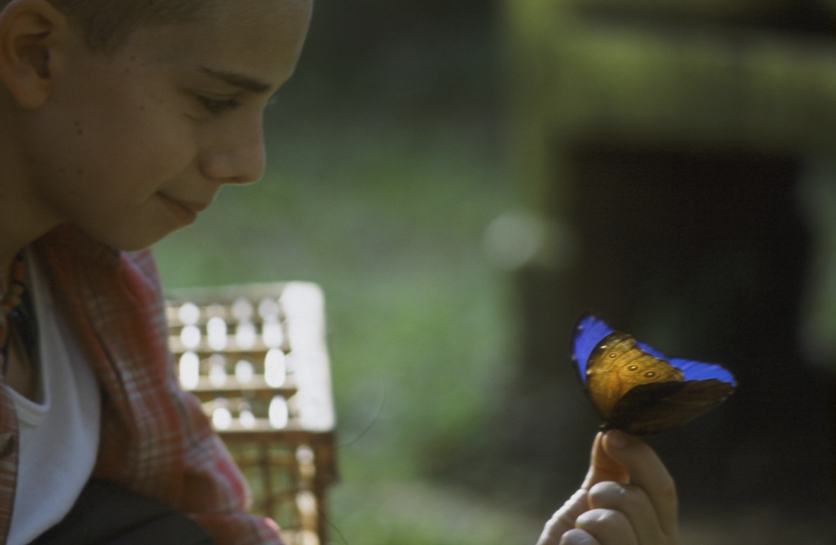 Про мальчика и бабочек. Мальчик бегает за бабочками. Мальчик с бабочкой на носу. Про мальчика и бабочек. Бабочка для мальчика.