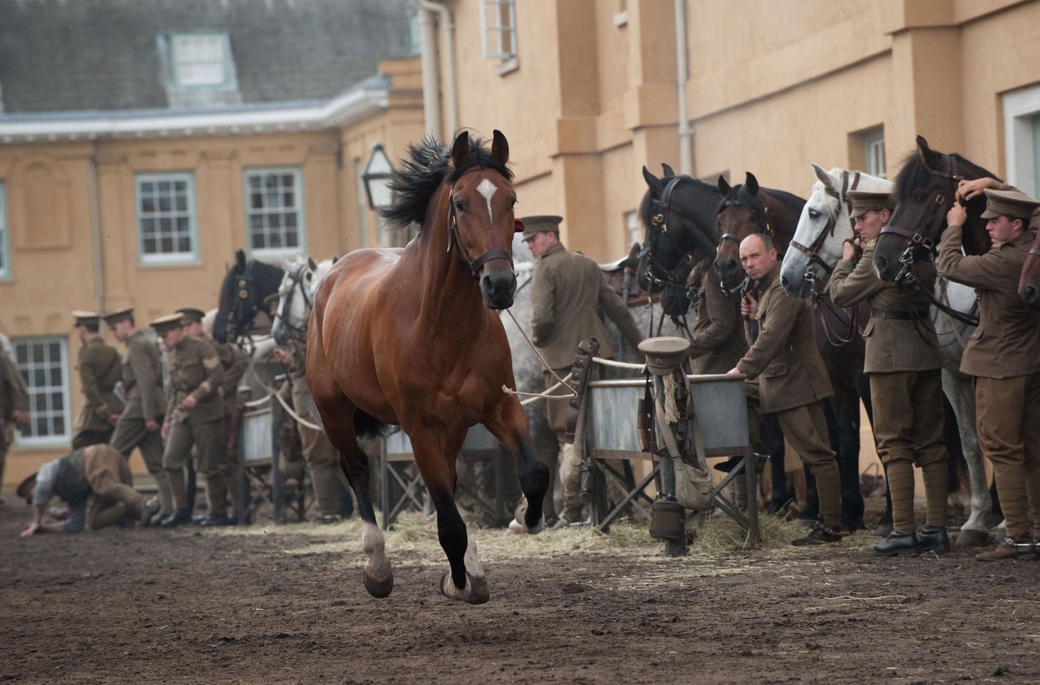 Фото лошадей из фильмов Stills - War Horse