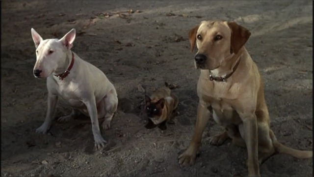 Невероятное путешествие (фильм, 1963)