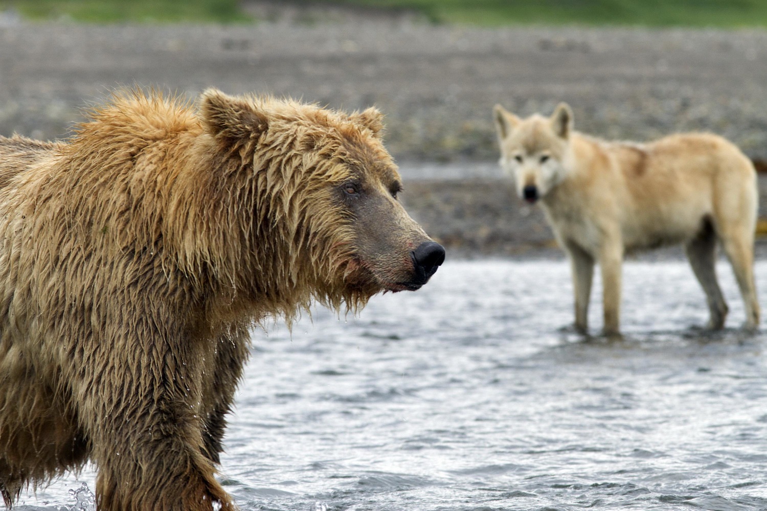 Медведь 2014. Still bear. Медведь 2014. Медведь россия. Disneynature медведи.