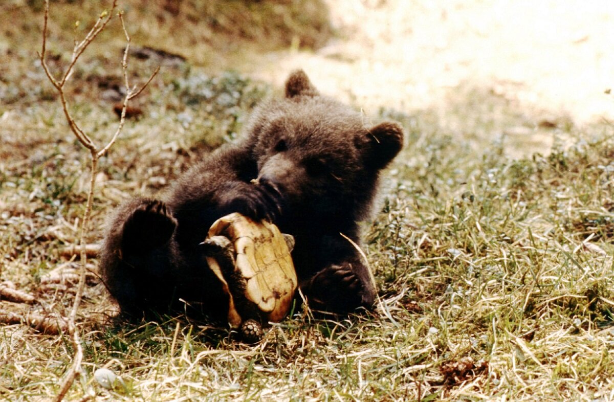 Медведь фильм 1988. Медведь. Канадский медведь гризли. Медведи фильм 2014. Still bear.