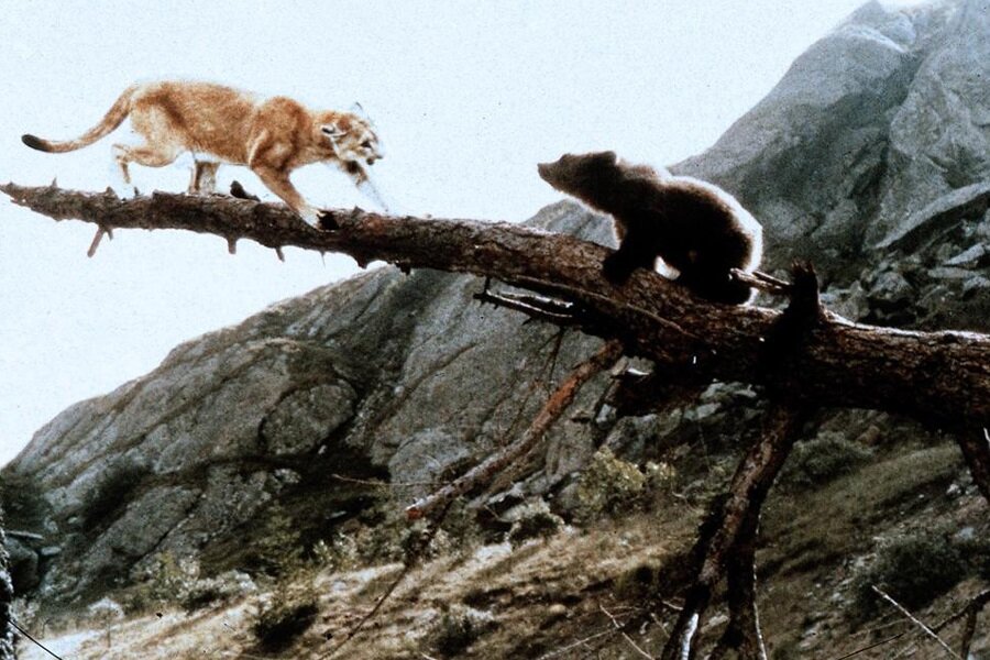 Still bear. Still bear. Мед в земле. Медведь фильм 1988. Still bear.