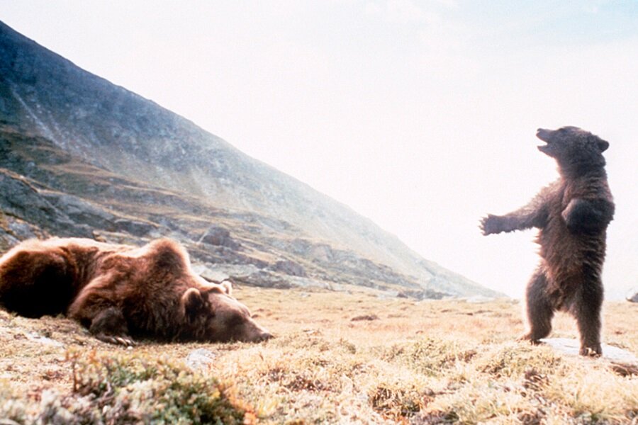 Фильм медведь 1988 медведь. Медведь фильм 1988. Документальный про медведей. Disneynature медведи. Медведь фильм 1988 медвежонок юк.